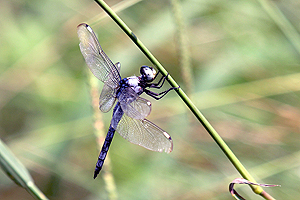 Comanche Skimmer - Libellula comanche